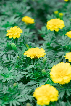 萬壽菊