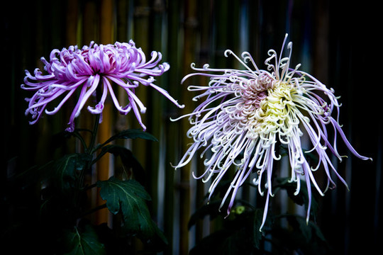 紫菊花