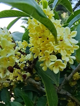 公園桂花盛開滿園飄香