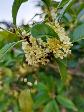 庭院裝飾花卉桂花盛開