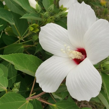 白色大花秋葵