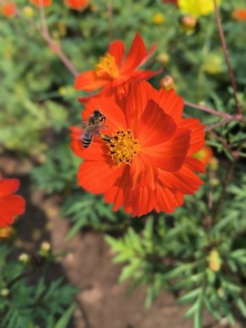 硫華菊