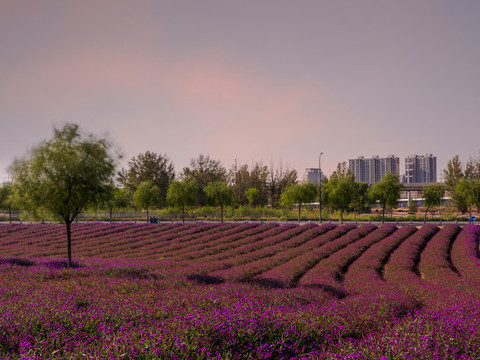 馬鞭草花園