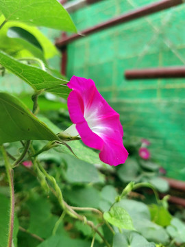 紫色牽牛花