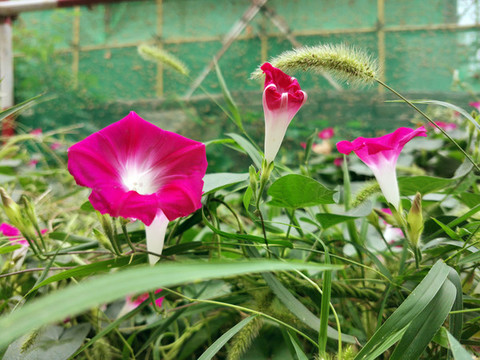 紫色牽牛花