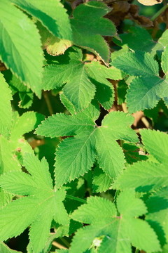 葎草綠植背景