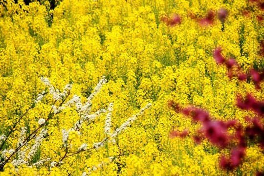 油菜花