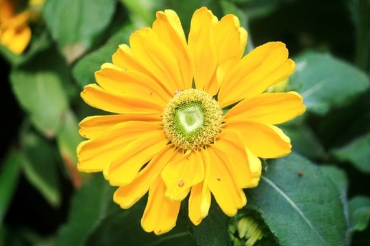 非洲菊