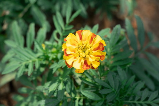 萬壽菊