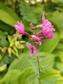 千屈菜