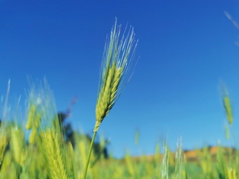 麥田的守望