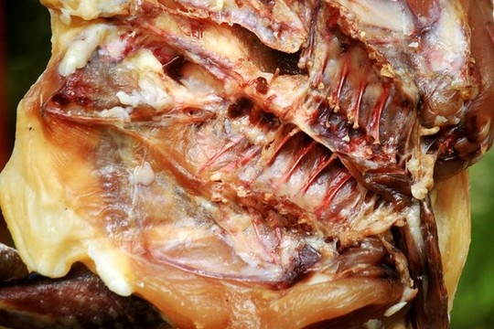 土雞肉
