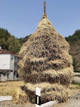 草樹(shù)