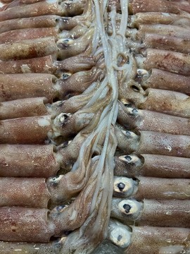 鮮魷魚