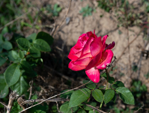 紅月季花