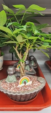 發(fā)財樹
