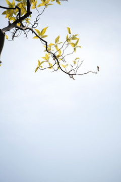 秋