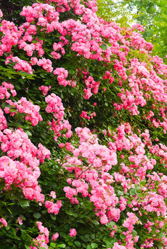 薔薇