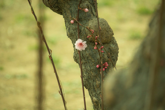 春