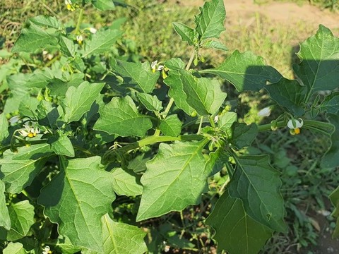 公園草地里的綠葉