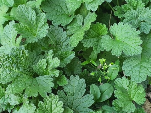 公園草地里的綠葉