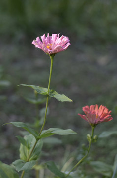 粉紅色的百日菊