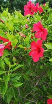 紅紅的扶桑花