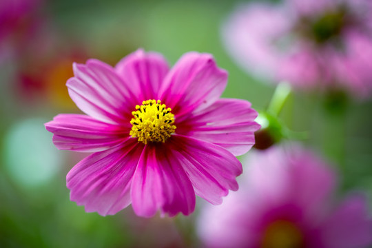 秋英花