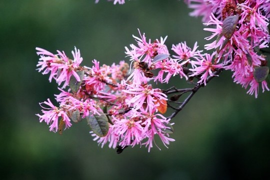 紅花檵木