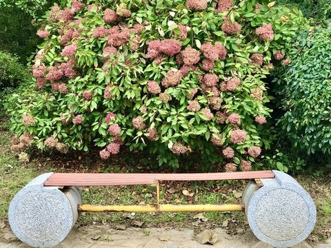 八寶景天