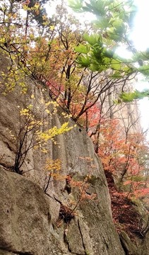 秋華楓紅巖石峭