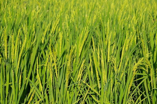 水稻農(nóng)田