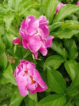 芍藥