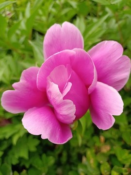 芍藥
