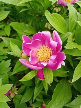 芍藥