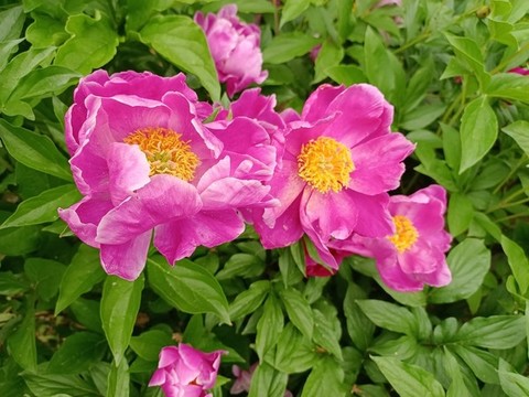 芍藥