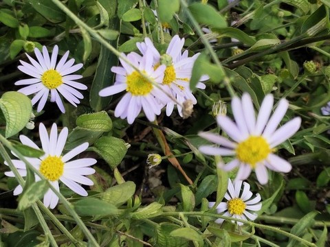 飛蓬花特寫