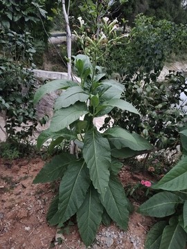 煙草花