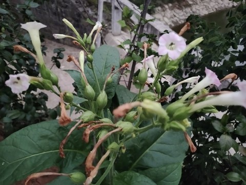 煙草花特寫