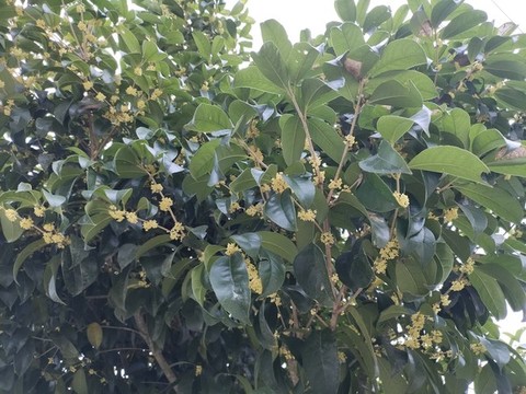 盛開的桂花