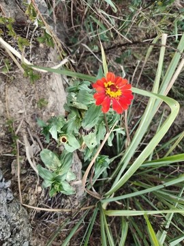 紅色百日菊
