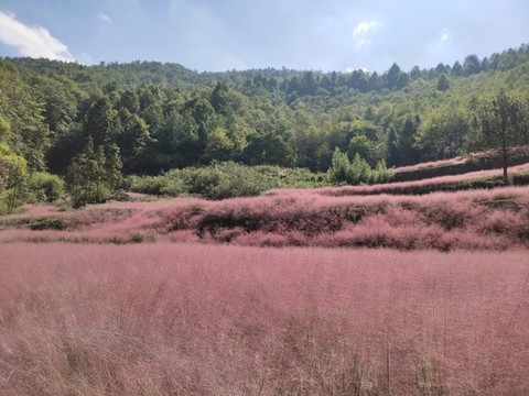 粉黛花花海