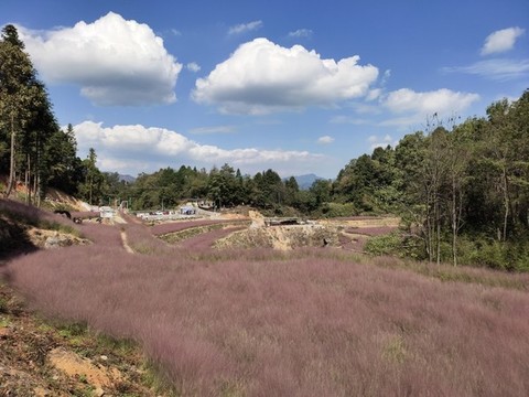 粉黛花