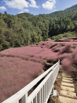 粉黛花與小路