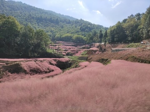 粉黛花花海