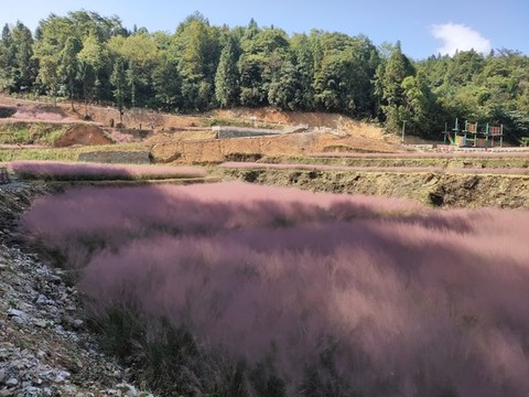 粉黛花