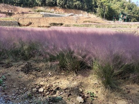 粉黛花