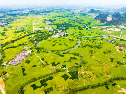 秋季水稻成熟大地金黃田園景美