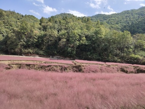 粉黛亂子花