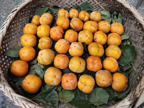 新鮮柿子